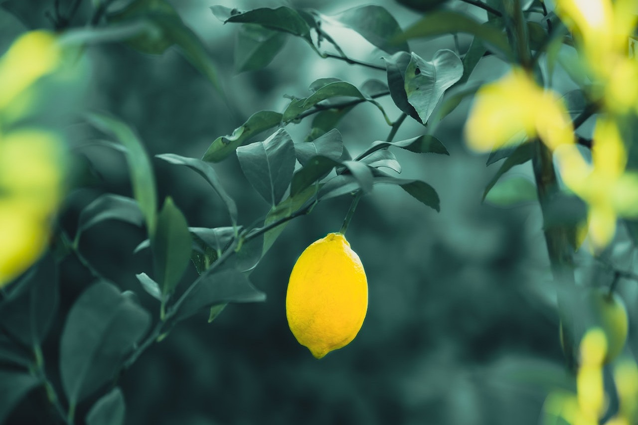 Comment entretenir correctement un citronnier ?