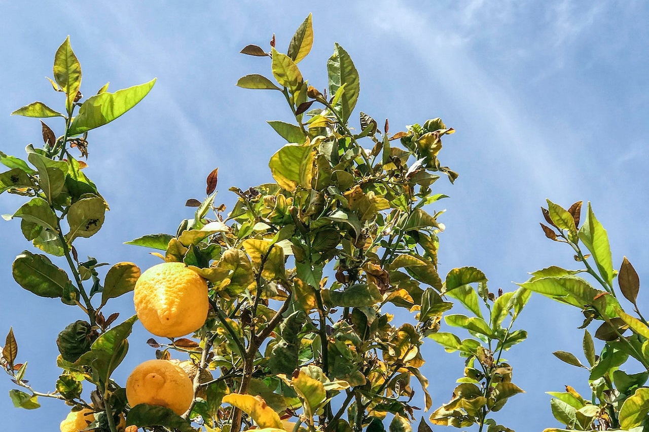 Quels sont les engrais nécessaires pour un citronnier ?